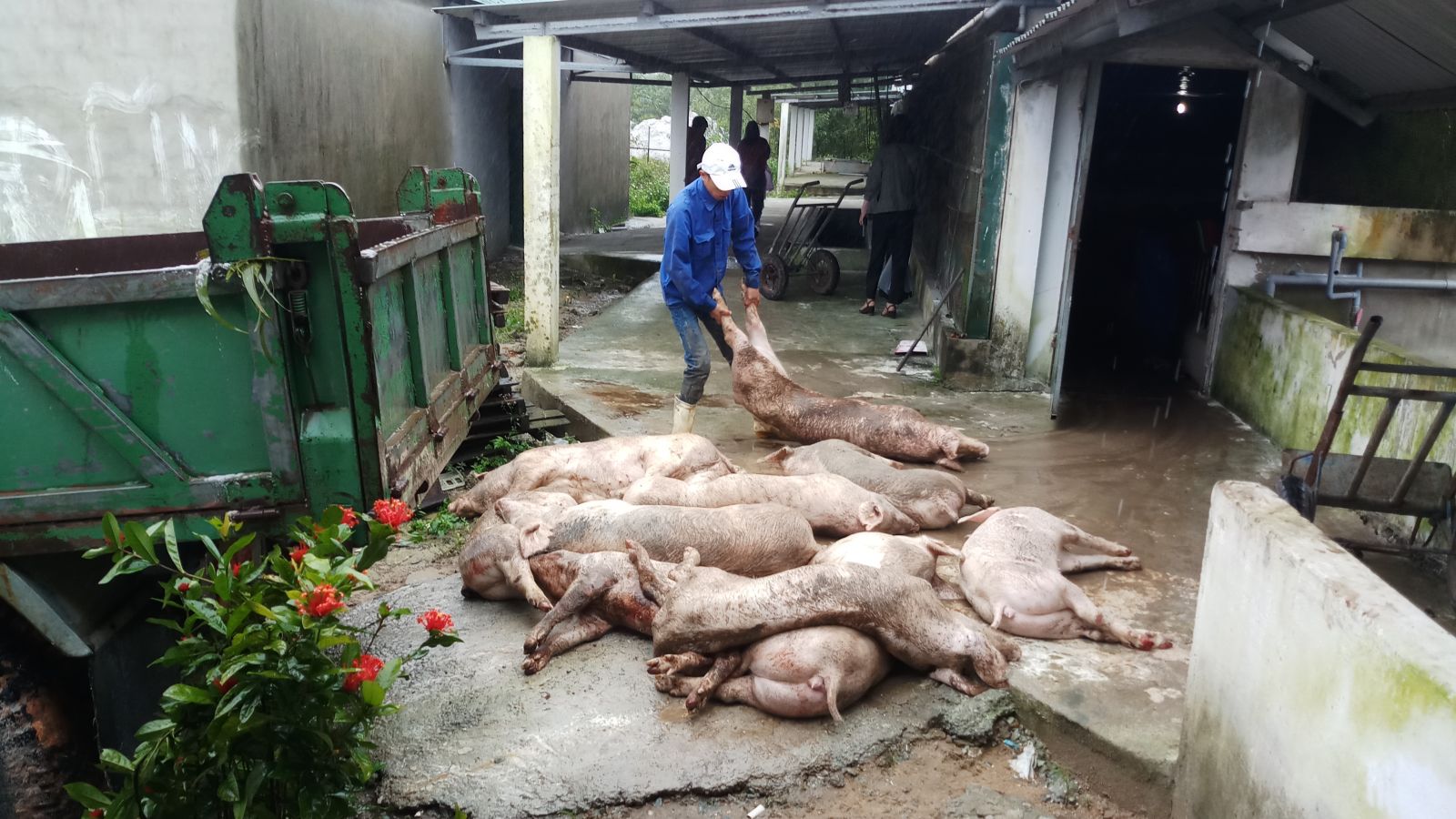 Tiếp tục giám sát trang trại chăn nuôi heo Việt Thái Swine Like