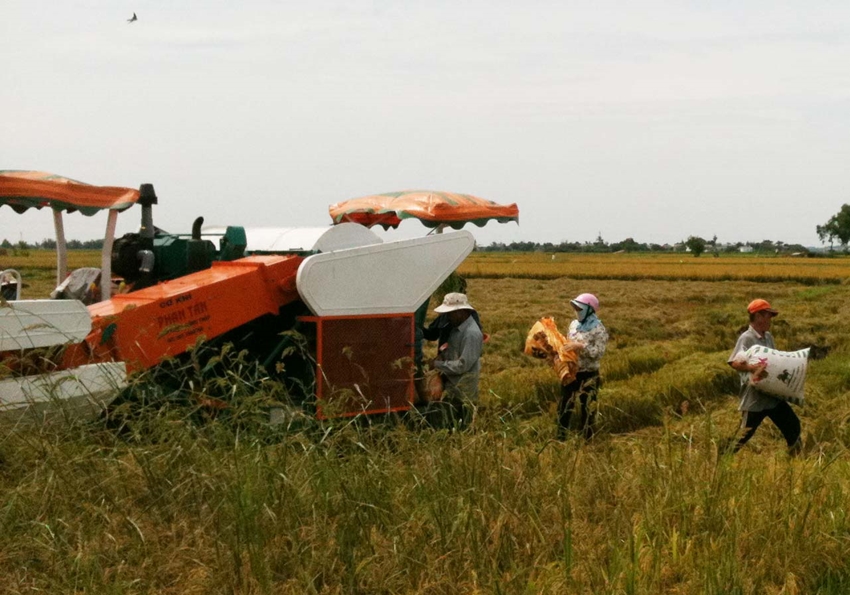 NĂNG SUẤT LÚA HÈ THU 2024 ĐẠT BÌNH QUÂN 61 TẠ/HA