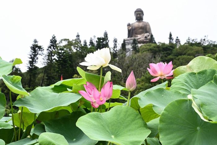 “NỘI TRÙNG”