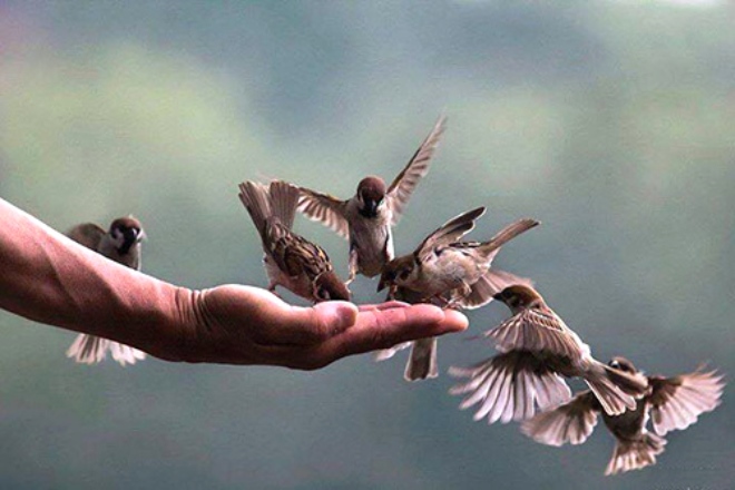 ĐÔI ĐIỀU VỀ PHÓNG SANH