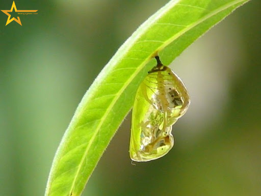 ĐỪNG LÀM CON NHỘNG TRONG TỔ KÉN