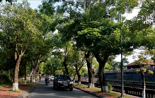 Ước vọng “đường nào cây ấy”