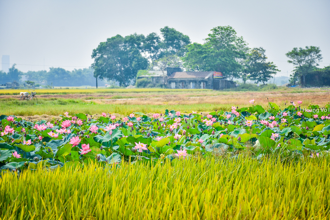 Sen nở hồng bên cánh đồng lúa chín ở Thừa Thiên - Huế