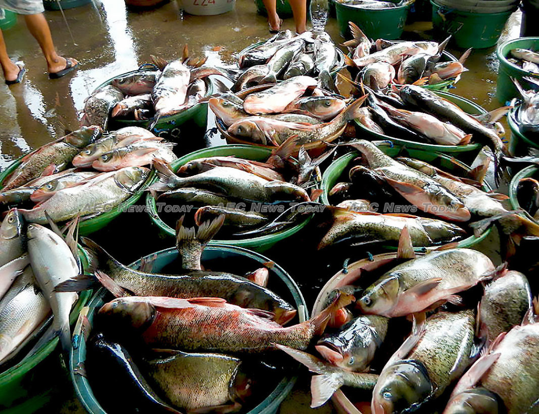 Ngành đánh bắt cá của Philippines đối mặt nguy cơ biến mất vào năm 2050