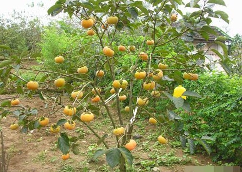 Mùa hồng