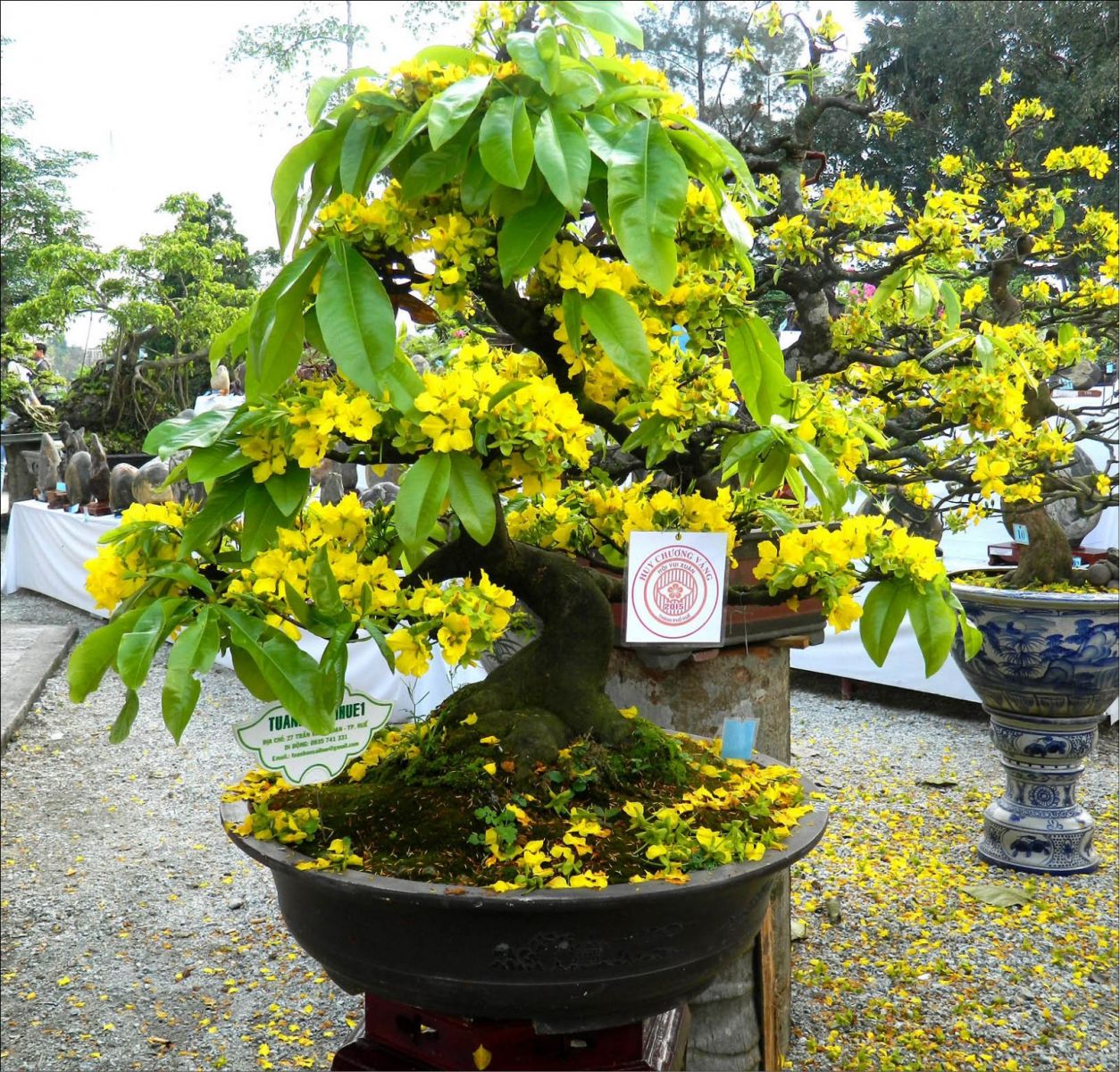 Chuyện mai, chuyện mốt