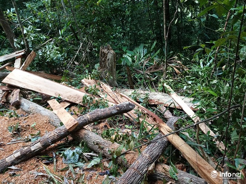 Huế: Công an vào cuộc điều tra vụ rừng A Lưới bị tàn phá nghiêm trọng